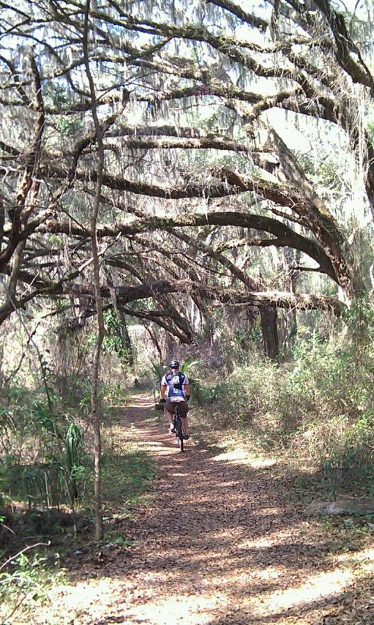 A cyclist rides along a dirt path surrounded by lush greenery and overhanging trees draped with Spanish moss, creating a serene, natural tunnel. Fallen leaves cover the ground, and sunlight filters through the branches, illuminating the trail. Santos mountain bike trail.