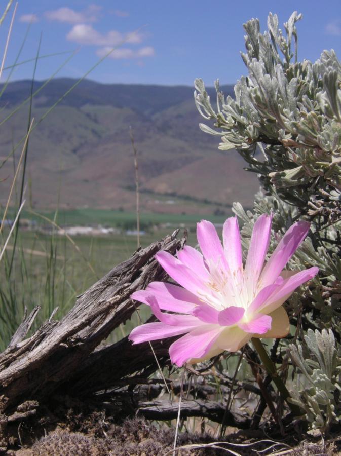 A close-up of a pink flower blooming amidst green foliage and dry wood, with rolling hills and a blue sky in the background. Discovery Hill Trails mountain bike trail.