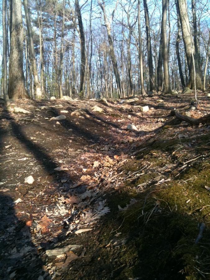 A forested landscape featuring a dirt path covered with fallen leaves and small rocks. Tall trees with bare branches rise in the background under a clear blue sky, casting long shadows on the ground. Callahan State Park mountain bike trail.