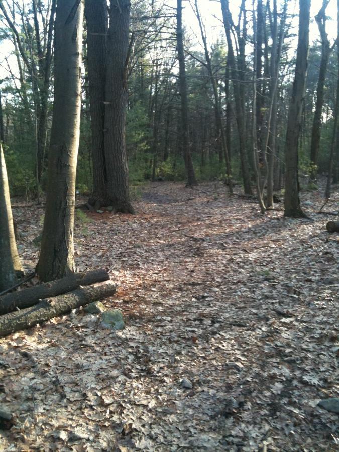 A view of a wooded area featuring tall trees with bare branches and scattered leaves on the ground, indicating a tranquil forest path. Sunlight filters through the trees, casting soft shadows on the leaf-covered forest floor. Logs and stones are visible along the trail, enhancing the natural landscape. Callahan State Park mountain bike trail.