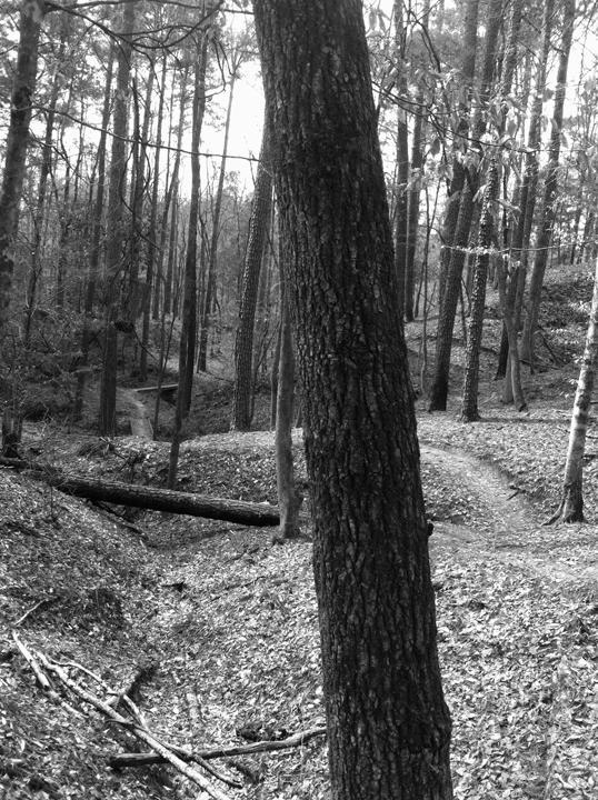 A black and white image of a wooded area, featuring tall trees, a winding path, and a small ravine. Leaves cover the ground, and a fallen log crosses part of the scene, creating a tranquil outdoor atmosphere. Clear Springs Rec. Area mountain bike trail.