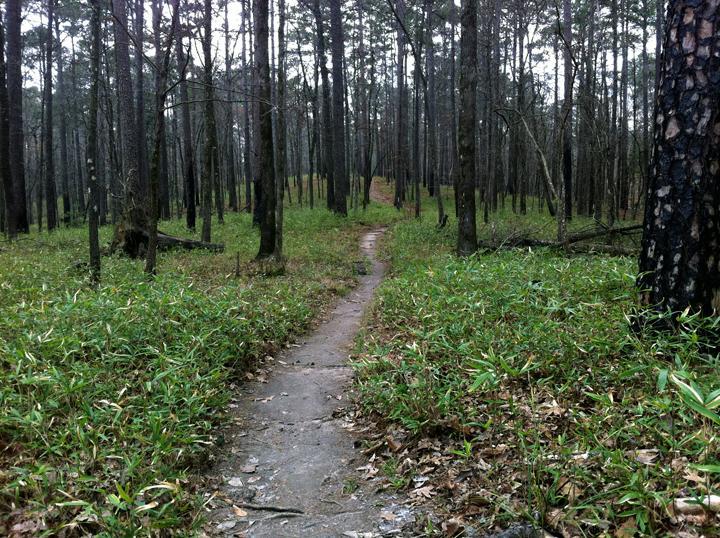 A winding dirt trail leads through a serene forest, surrounded by tall, slender trees and lush green underbrush. The scene captures a peaceful atmosphere, with the path gently curving out of view into the trees. Fallen leaves and patches of grass are visible along the trail, suggesting a natural, untouched environment. Clear Springs Rec. Area mountain bike trail.