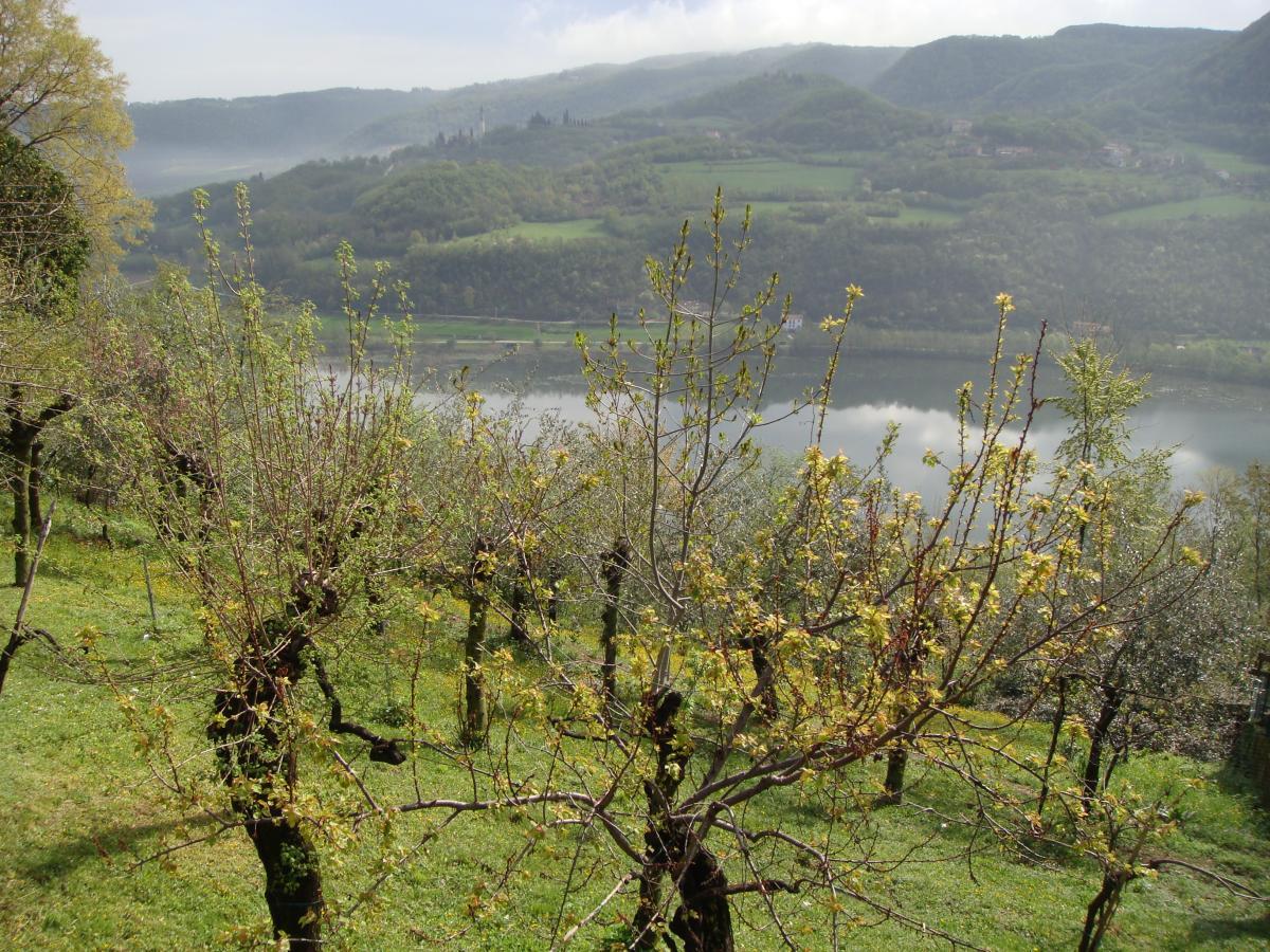 A serene landscape featuring a vineyard in early spring, with budding trees and lush green grass. In the background, a calm river reflects the surrounding hills, shrouded in mist. The scene is tranquil, capturing the beauty of nature in a rural setting. Monti Berici mountain bike trail.