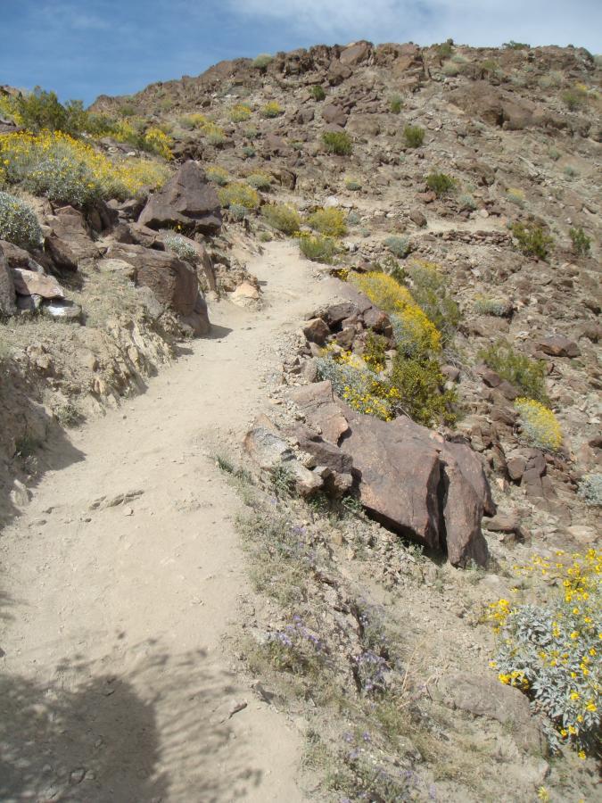 Winding dirt trail leading through rocky terrain with yellow and purple wildflowers, set against a backdrop of hills and a blue sky. Bump and Grind / Hop Along mountain bike trail.