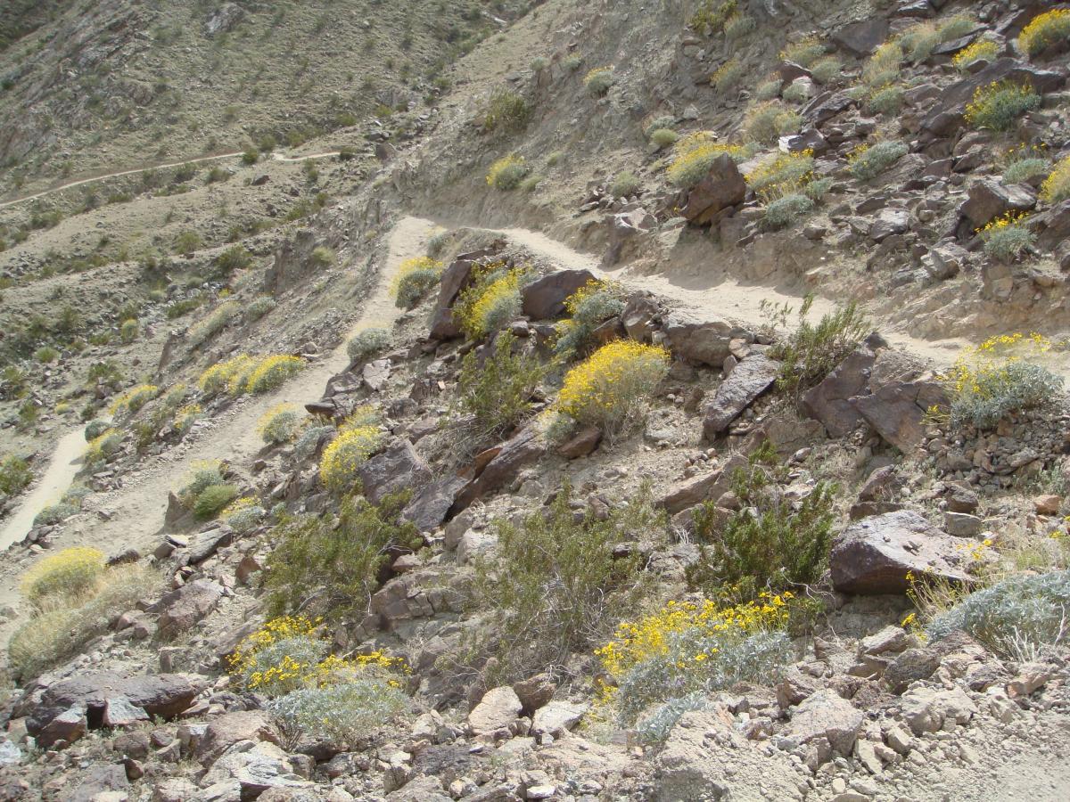 A winding dirt path traverses a rocky hillside covered with sparse vegetation and clusters of yellow wildflowers in a dry, mountainous landscape. Bump and Grind / Hop Along mountain bike trail.
