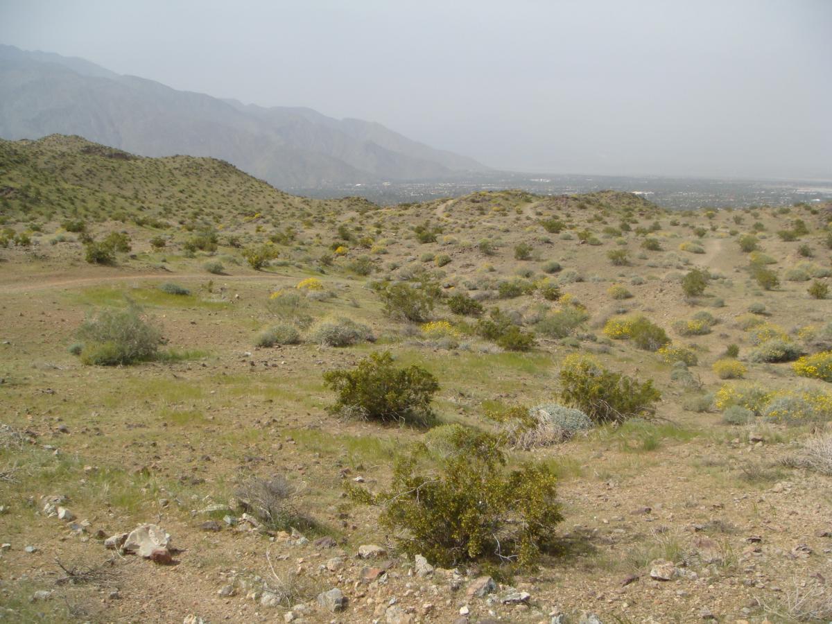 A panoramic view of a rugged desert landscape featuring rolling hills, sparse vegetation, and scattered wildflowers under a hazy sky. The distant mountains are visible in the background, creating a serene and tranquil natural scene. The Goat Trails mountain bike trail.