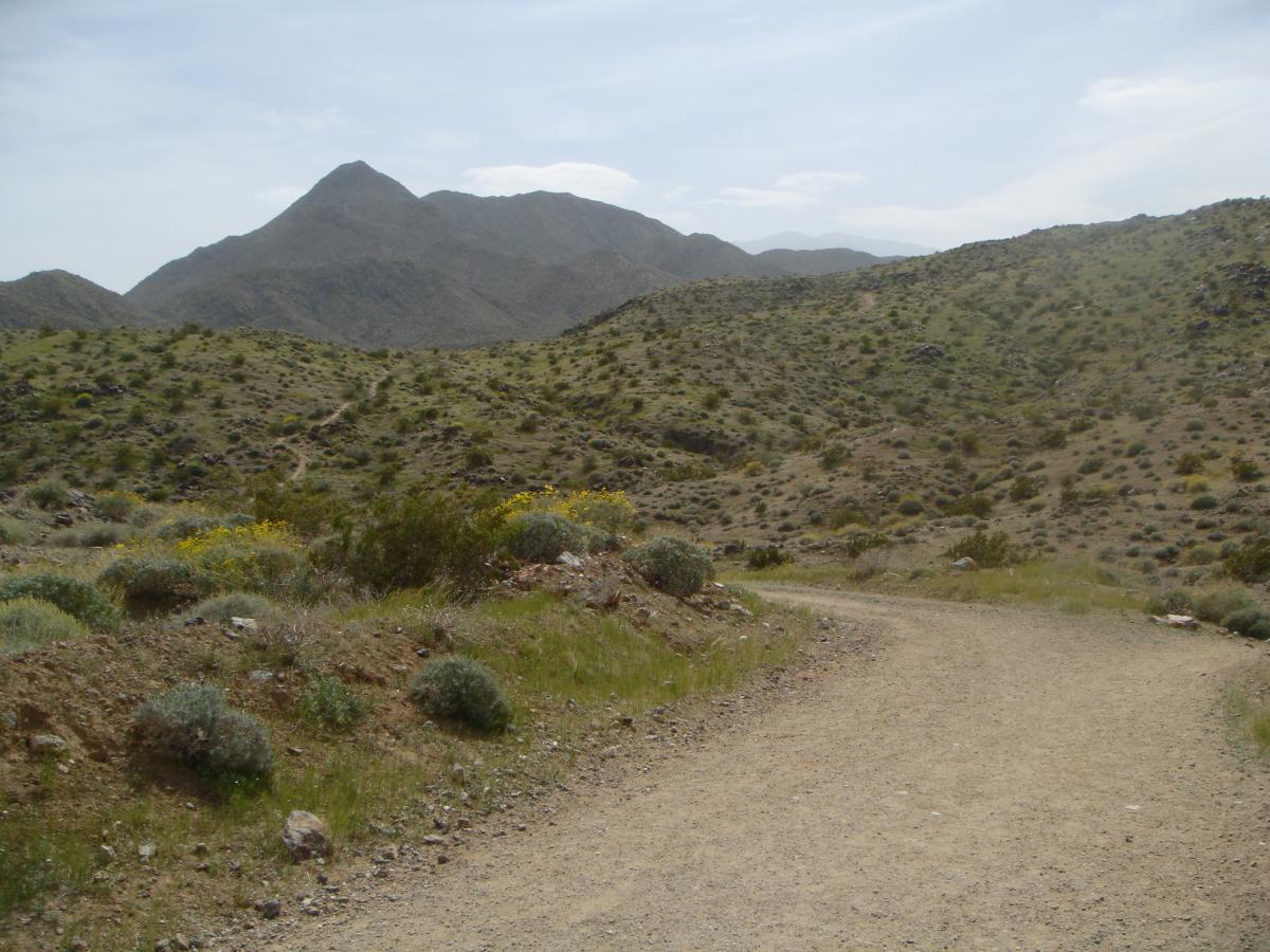 A dirt path winding through a rocky terrain, with green shrubs and patches of wildflowers in the foreground. In the background, mountains rise under a partly cloudy sky. The Goat Trails mountain bike trail.