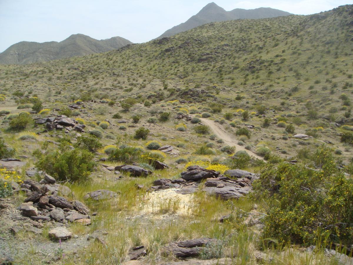 A scenic view of a desert landscape featuring rolling hills, rocky outcrops, and sparse vegetation, with yellow wildflowers scattered throughout. In the background, mountains rise under a partly cloudy sky, creating a serene and natural atmosphere. A dirt path winds through the terrain, suggesting a trail for hiking or exploration. The Goat Trails mountain bike trail.