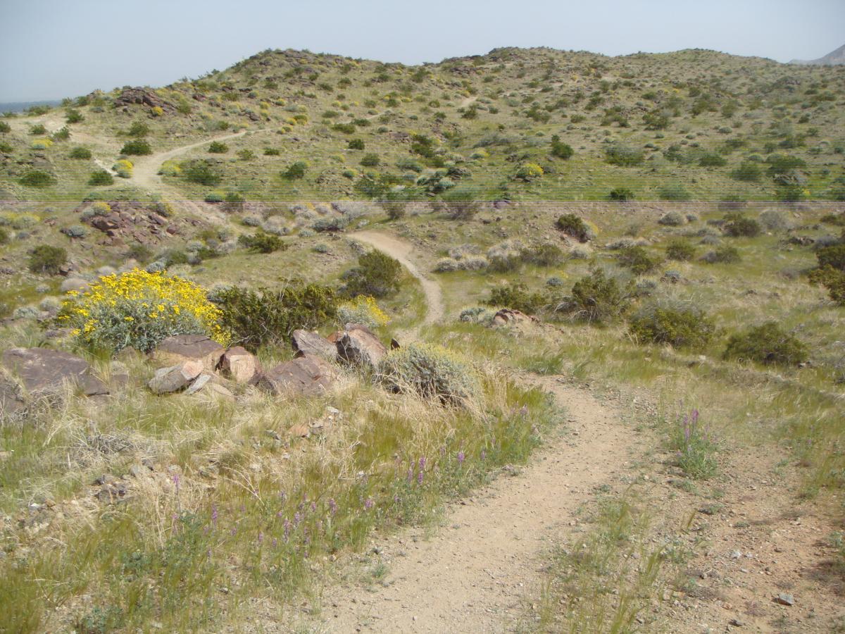 A dirt path winding through a grassy landscape with scattered rocks and wildflowers. Rolling hills are visible in the background, with various shades of green and yellow foliage. The scene evokes a serene natural setting. The Goat Trails mountain bike trail.