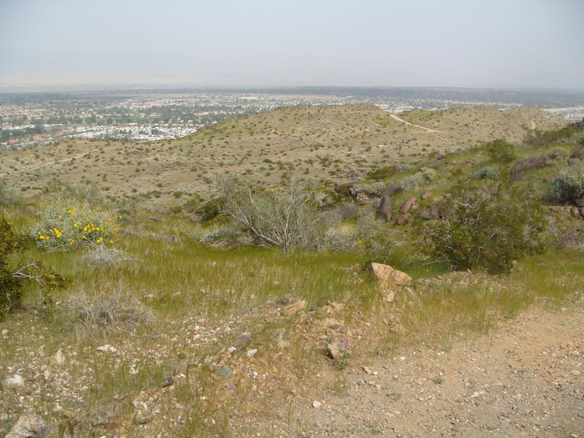 A panoramic view from a hillside overlooking a vast landscape, showcasing rugged terrain with patches of green grass, scattered bushes, and vibrant yellow wildflowers. In the distance, a city sprawls beneath a hazy sky, with residential areas and roads visible. The scene conveys a blend of natural beauty and urban development. The Goat Trails mountain bike trail.