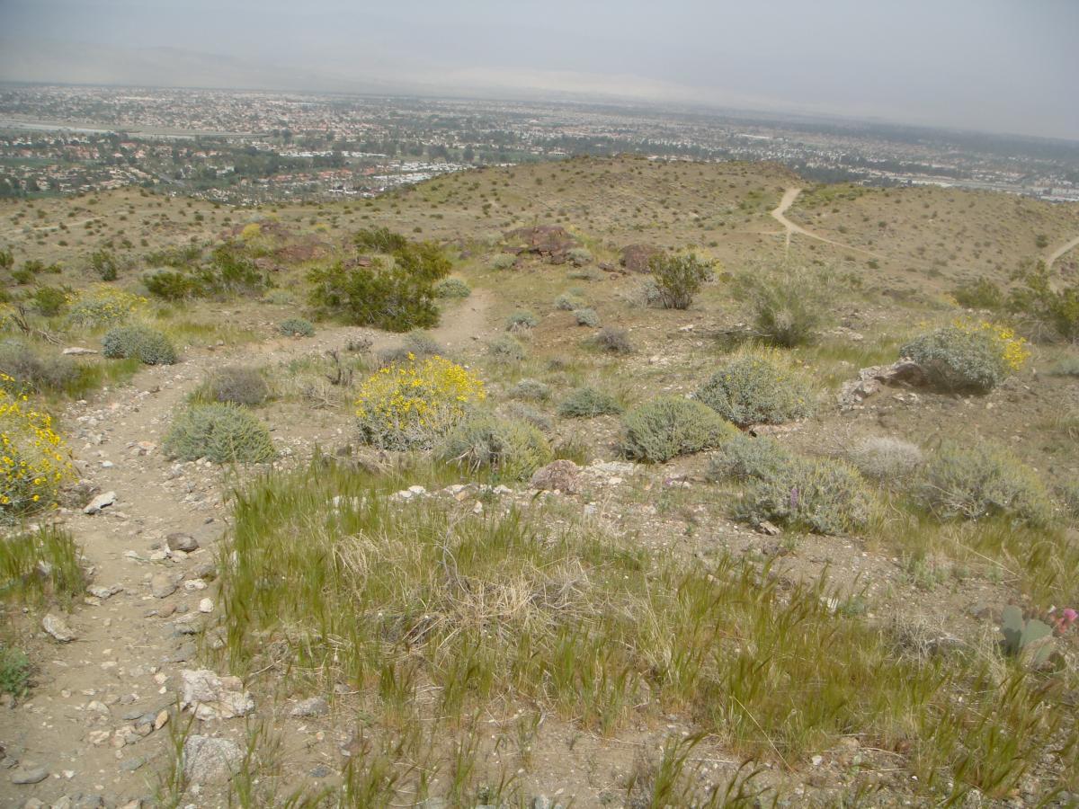 A scenic view from a hillside overlooking a valley, featuring a winding dirt path surrounded by green grass and scattered wildflowers. In the background, a sprawling urban landscape is visible beneath a cloudy sky. The Goat Trails mountain bike trail.