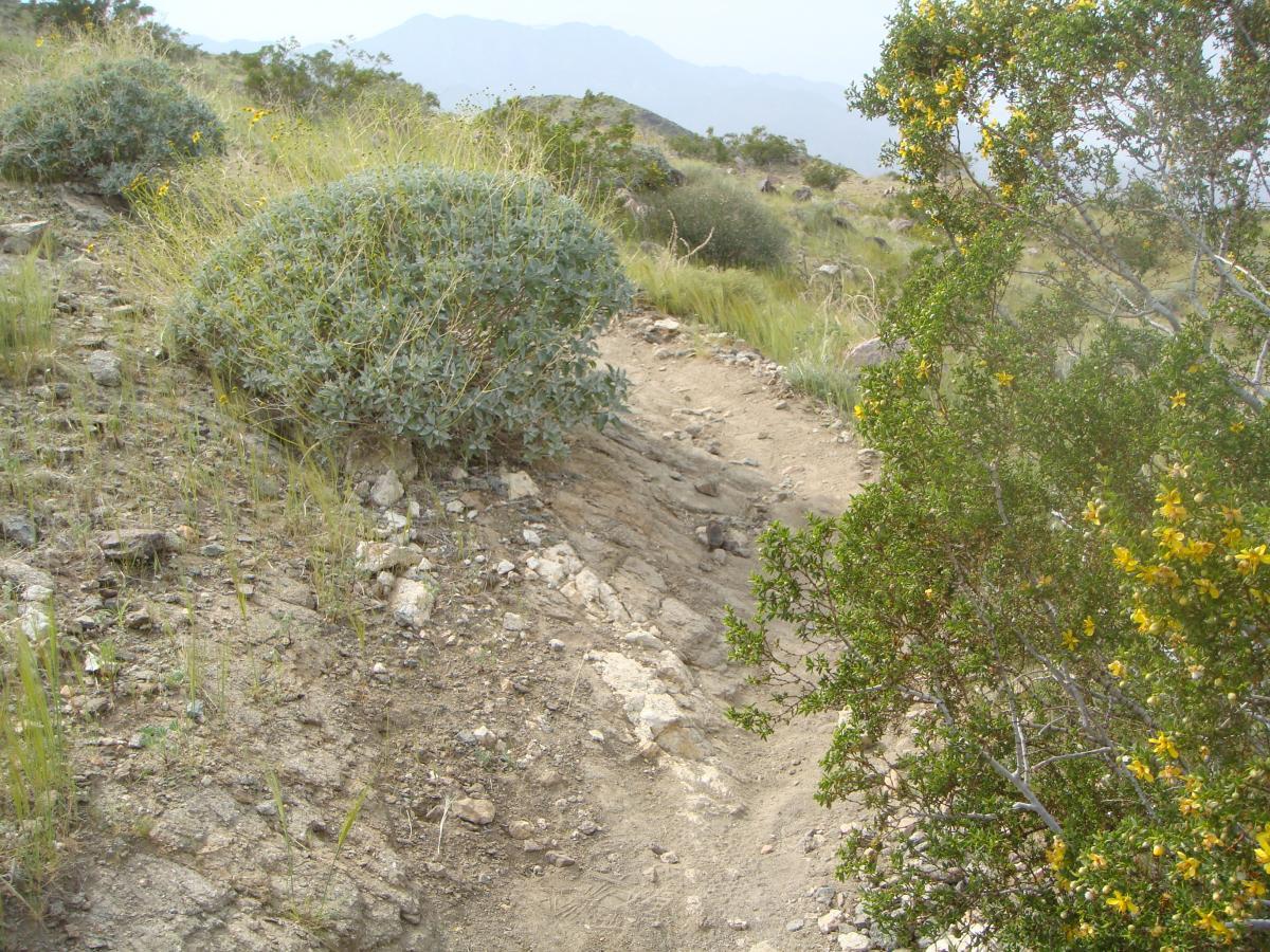 A winding dirt path surrounded by greenery and bushes, leading through a rocky terrain with mountains in the background. The scenery appears natural and serene, featuring tall grasses and small yellow flowers among the shrubs. The Goat Trails mountain bike trail.