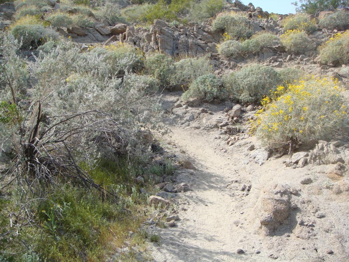 A sandy path winding through a rocky desert landscape, surrounded by low shrubs and patches of yellow wildflowers. The scene features dry, barren soil and scattered stones, with a background of rugged terrain and sparse vegetation. Art Smith Trail mountain bike trail.