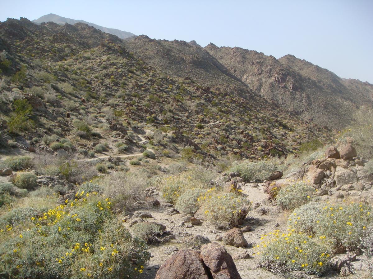 A landscape featuring rocky hills and sparse vegetation, with patches of yellow wildflowers blooming among the dry terrain. The scene captures a clear blue sky above the mountainous backdrop, showcasing the rugged beauty of the natural environment. Art Smith Trail mountain bike trail.