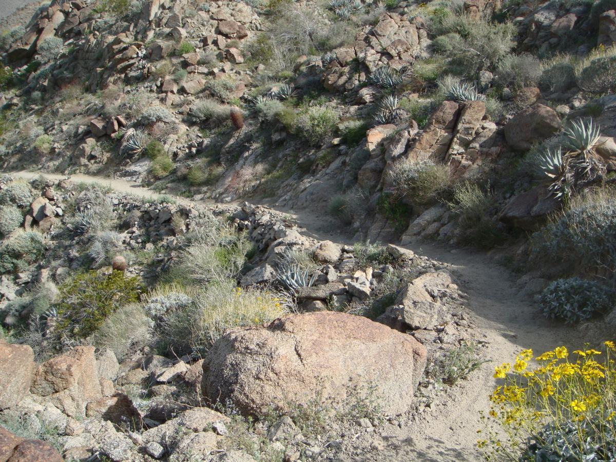 A winding dirt path meanders through rocky terrain, surrounded by various desert plants and shrubs. The ground is scattered with large boulders, and small yellow flowers can be seen along the edge of the trail, adding a touch of color to the natural landscape. Art Smith Trail mountain bike trail.