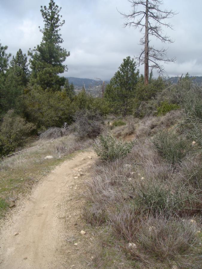 A winding dirt path through a natural landscape, surrounded by green pine trees and sparse shrubs under a cloudy sky. The trail leads into the distance, with a mix of rocky soil and patches of grass along the way. Exfoliator mountain bike trail.