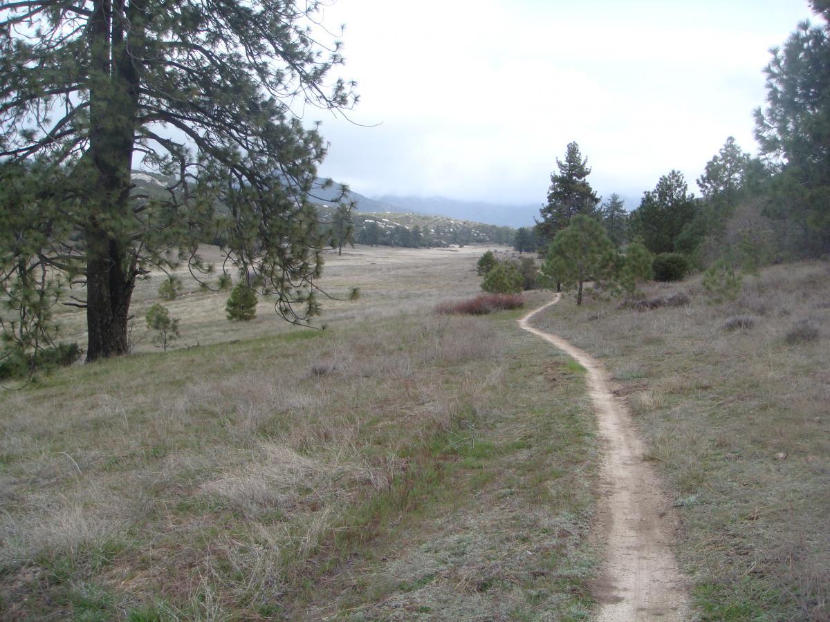 A winding dirt path through a grassy meadow, lined with sparse trees and shrubs, under a cloudy sky. The landscape is open, with distant mountains visible in the background. Exfoliator mountain bike trail.