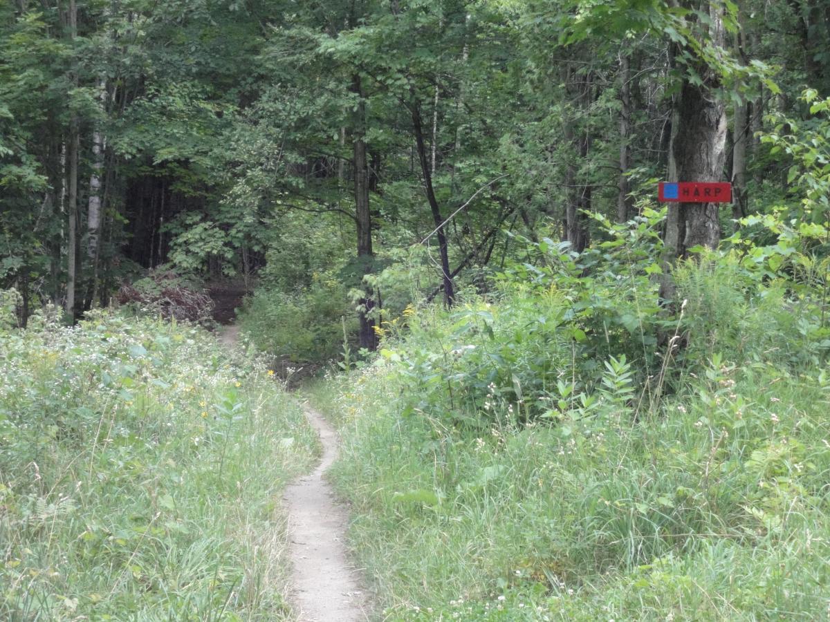 A winding dirt path leads into a dense forest, lined with lush green grass and wildflowers. On the right side of the path, a red sign labeled "HARP" is mounted on a tree, indicating a trail or destination. The area is shaded by tall trees, creating a serene and tranquil atmosphere. Kingdom Trails mountain bike trail.