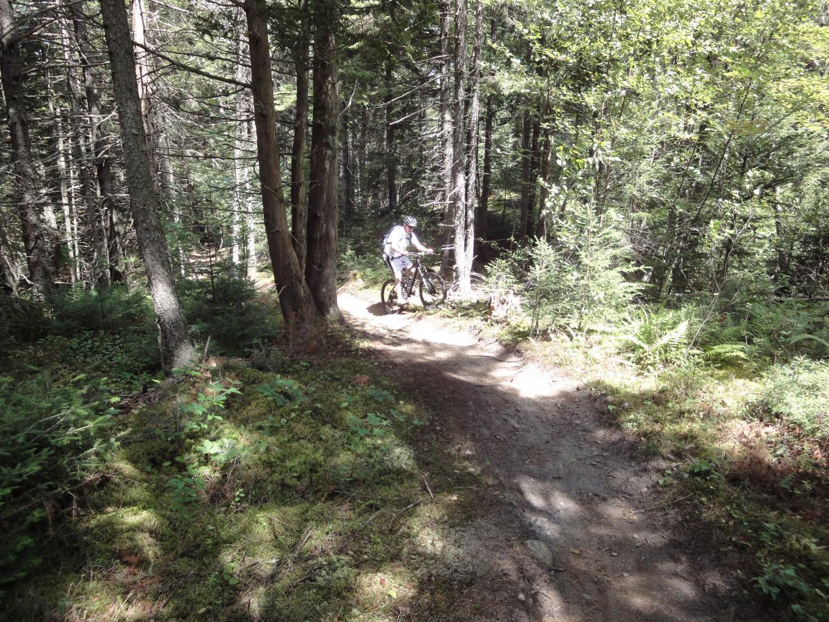 A person riding a mountain bike along a winding dirt trail in a dense, sunlit forest. Tall trees and lush greenery surround the path, creating a serene outdoor environment. Kingdom Trails mountain bike trail.