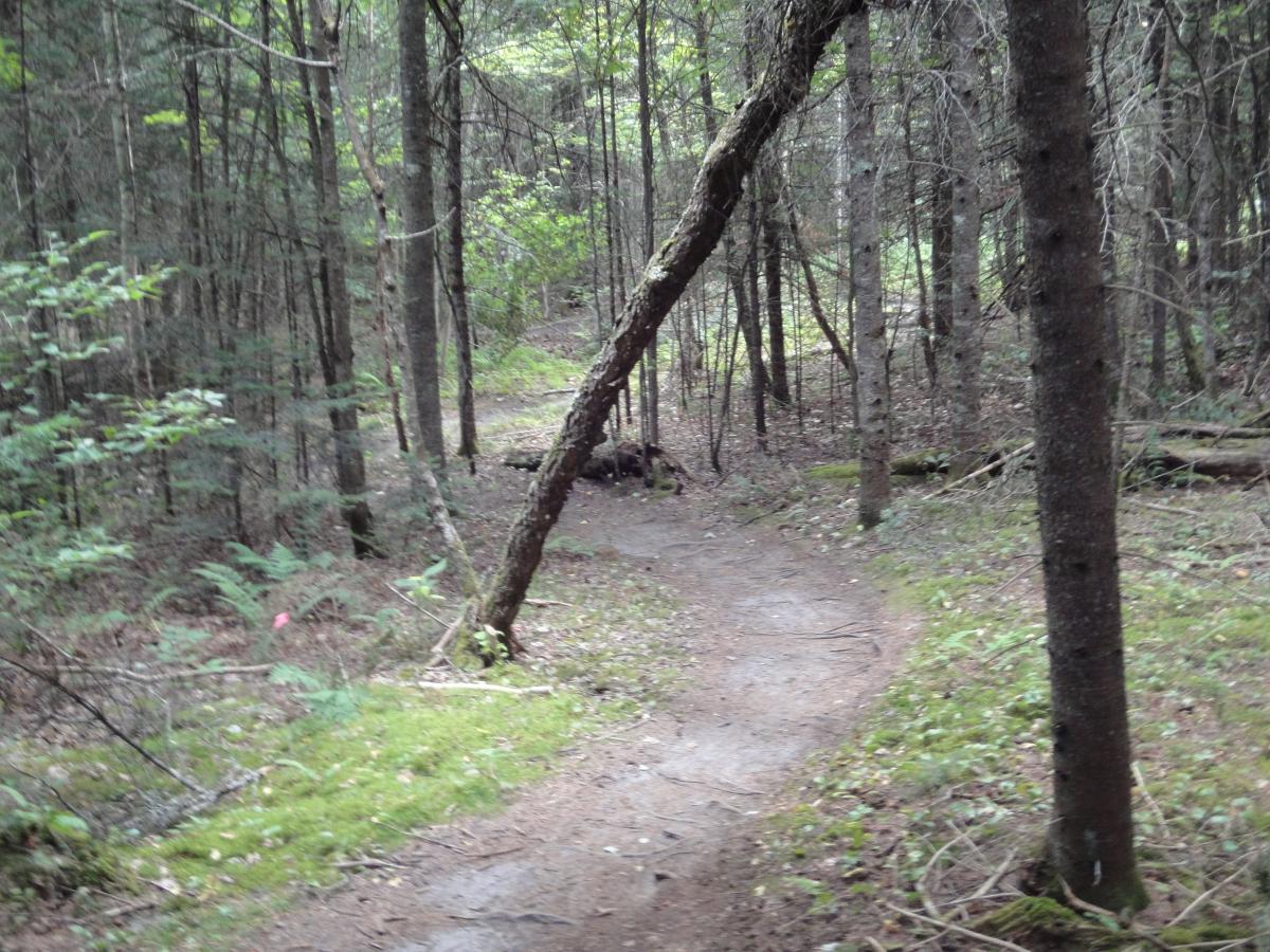 A winding dirt path through a forest, surrounded by tall trees and underbrush. Some greenery and moss are visible on the forest floor, with a small pink marker partially visible along the trail. The atmosphere appears calm and natural. Kingdom Trails mountain bike trail.
