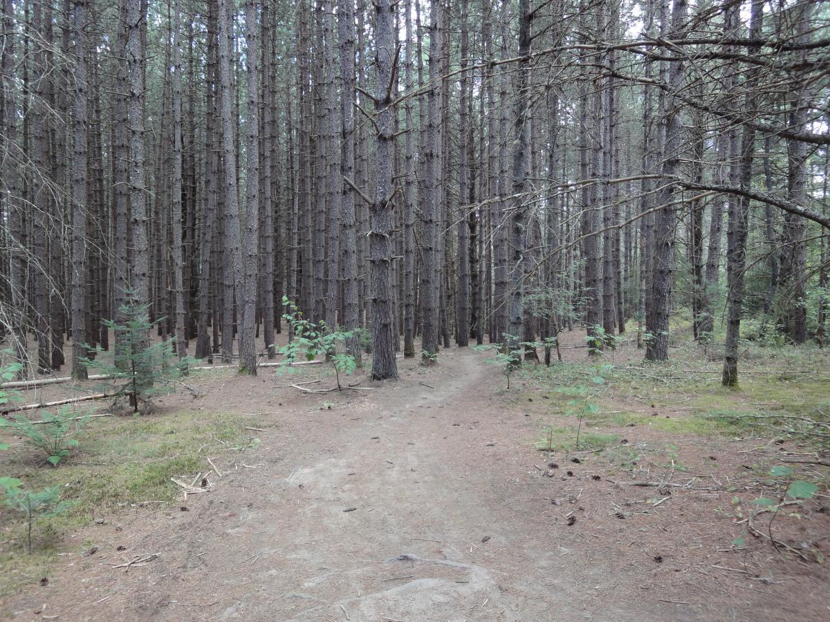 A narrow dirt path winding through a dense pine forest, with tall, straight trees rising on either side. The forest floor is covered with pine needles and small shrubs, creating a tranquil and shaded atmosphere. Kingdom Trails mountain bike trail.