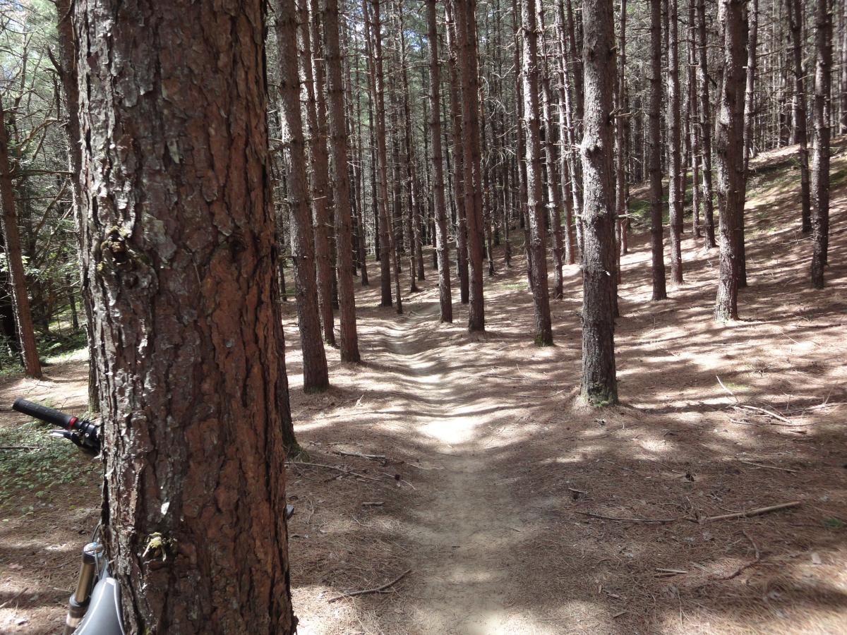 A dirt path winding through a pine forest, framed by tall, slender pine trees. Sunlight filters through the canopy, casting dappled shadows on the ground covered with pine needles. A portion of a bicycle handlebar is visible on the left side of the image. Kingdom Trails mountain bike trail.