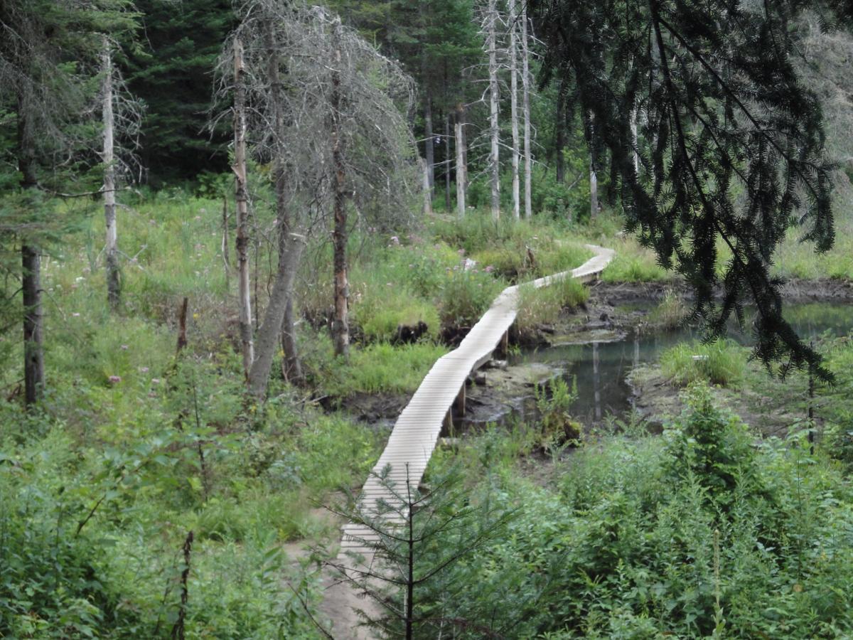 A wooden walkway meanders through a lush green landscape, surrounded by trees and tall grasses. The scene features a serene wetland area, with patches of water visible along the path. The sky is overcast, adding to the tranquil atmosphere of the natural setting. Kingdom Trails mountain bike trail.