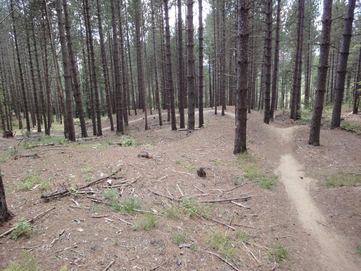 A serene forest scene featuring tall pine trees with a carpet of pine needles and scattered branches on the ground. A narrow dirt path winds through the trees, inviting exploration. The atmosphere is peaceful, with dappled light filtering through the foliage. Kingdom Trails mountain bike trail.