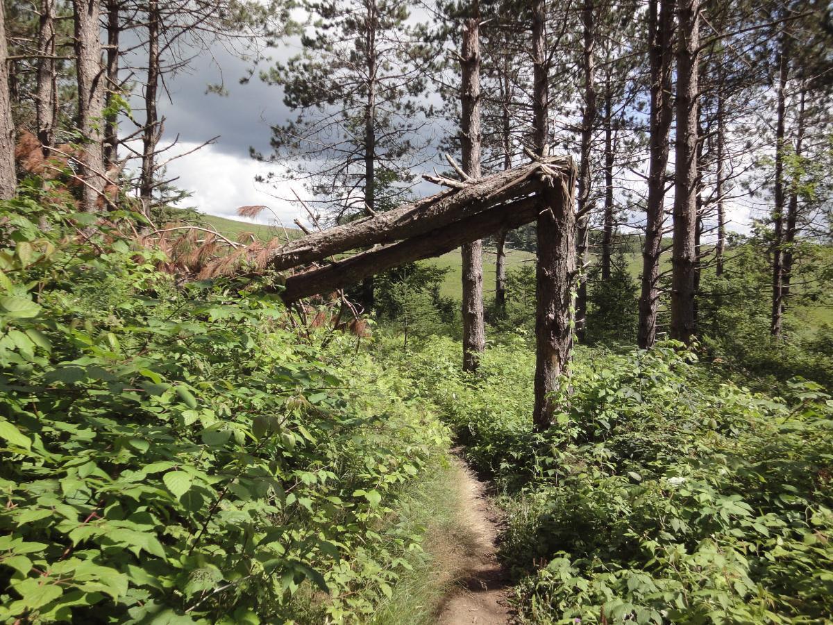 A winding dirt path surrounded by dense green foliage and tall pine trees, featuring a fallen tree trunk arching over the trail. The scene is illuminated by natural light, with a cloudy sky visible in the background. Kingdom Trails mountain bike trail.