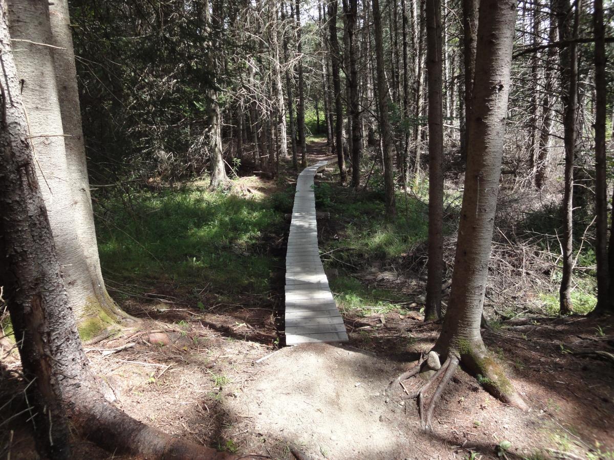 A wooden boardwalk leading through a dense forest, surrounded by tall trees and greenery. Sunlight filters through the branches, illuminating the path. Kingdom Trails mountain bike trail.