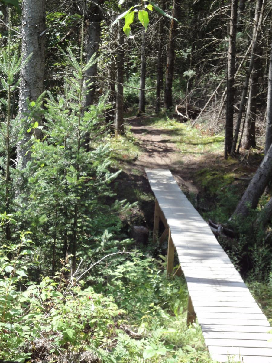 A narrow wooden footbridge leading through a lush forest, surrounded by tall trees and greenery. The pathway is visible alongside the bridge, creating a tranquil scene in a natural setting. Kingdom Trails mountain bike trail.