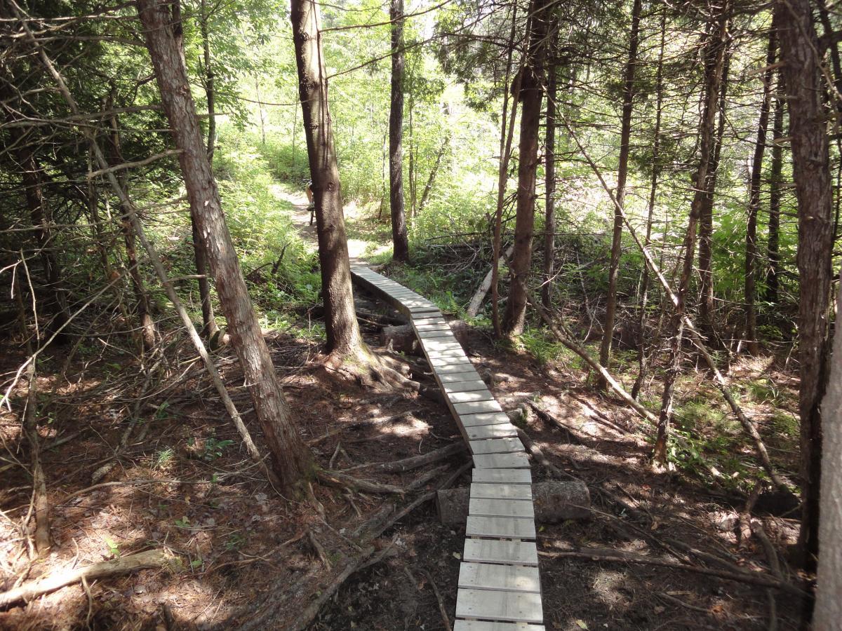 A wooden pathway meanders through a dense forest, surrounded by tall trees and lush greenery, leading into the distance. Sunlight filters through the leaves, casting dappled shadows on the ground. Kingdom Trails mountain bike trail.