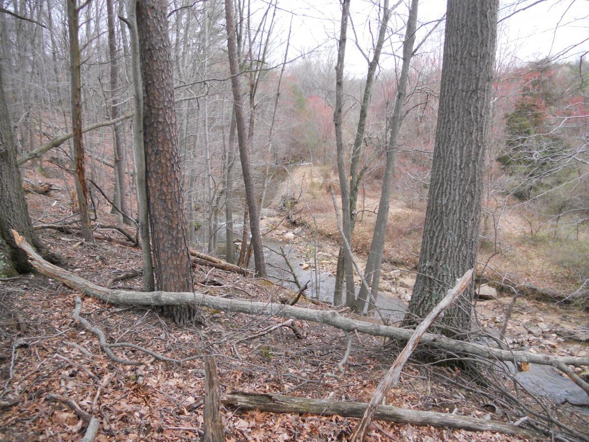 A peaceful wooded scene featuring bare trees in early spring, with fallen leaves scattered on the ground. A small stream flows gently through the landscape, surrounded by natural debris and rocks. The atmosphere is calm, showcasing a typical forest setting in transitional weather. Laurel Hill Park mountain bike trail.