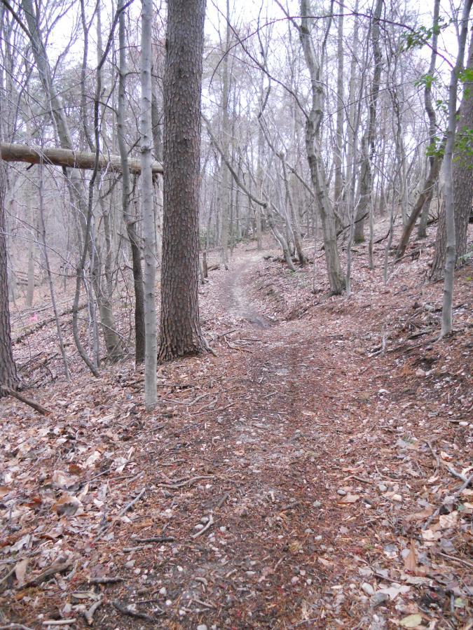 A winding dirt trail meanders through a sparse, leaf-strewn forest with bare trees and a muted, overcast sky. The pathway is flanked by tall, slender trunks and patches of underbrush, creating a serene, natural setting. Laurel Hill Park mountain bike trail.