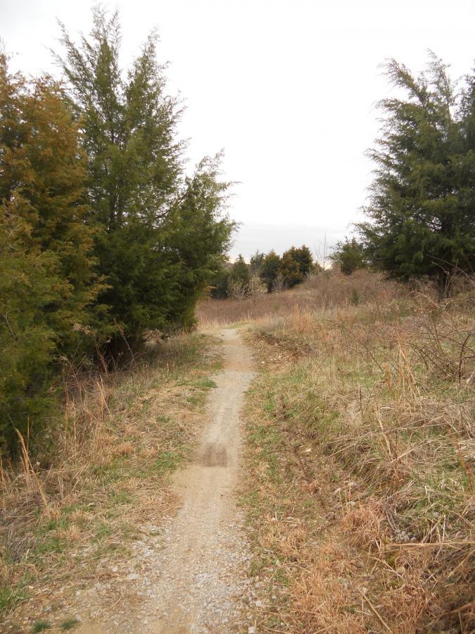 A narrow dirt path winding through a grassy area bordered by trees, under a cloudy sky. Laurel Hill Park mountain bike trail.