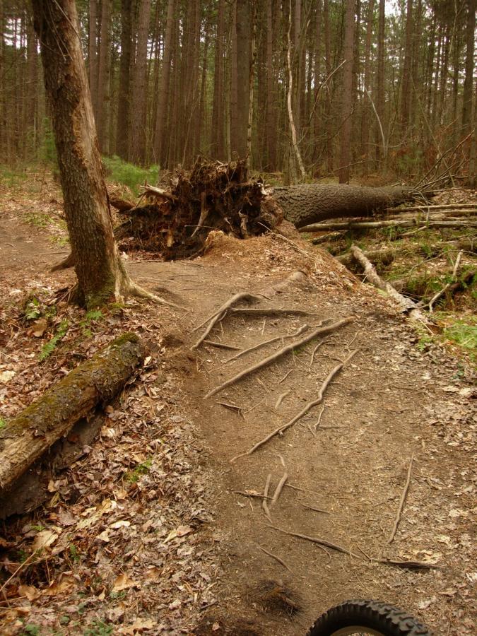 A dirt trail winding through a forest, featuring exposed roots and fallen trees, with a large uprooted tree stump on one side. The surrounding area is covered with scattered leaves and other organic debris, and tall trees create a dense backdrop. Saxon Hill mountain bike trail.