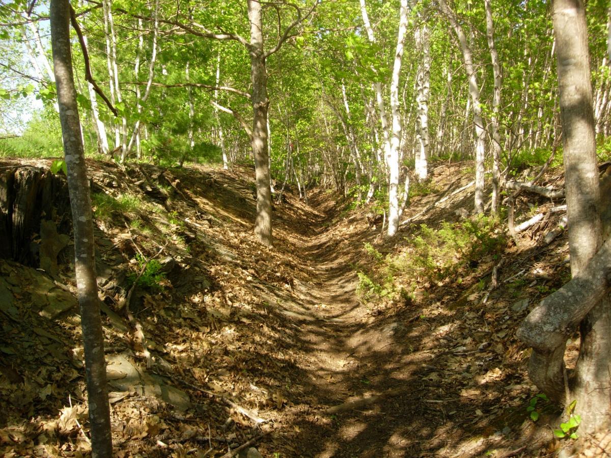 A narrow dirt path winds through a dense forest, surrounded by tall trees with green leaves and patches of sunlight filtering through the branches. The ground is covered with fallen leaves and small plants, creating a serene natural setting. Pine Ridge mountain bike trail.