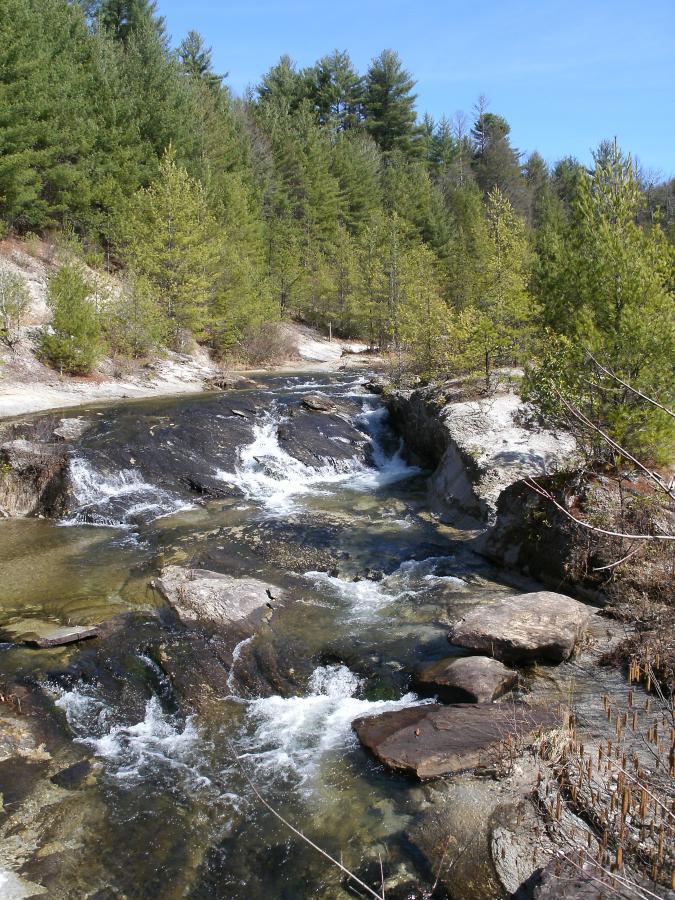 A peaceful forest scene featuring a gently flowing stream with rocks and clear water, surrounded by lush greenery and tall trees under a blue sky. DuPont State Recreational Forest mountain bike trail.
