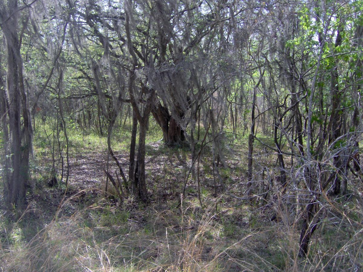 A dense forest scene featuring tall trees draped with Spanish moss, surrounded by underbrush and patches of sunlight filtering through the foliage. The ground is covered with leaves and grass, creating a natural, serene environment. Split Rock Trail mountain bike trail.