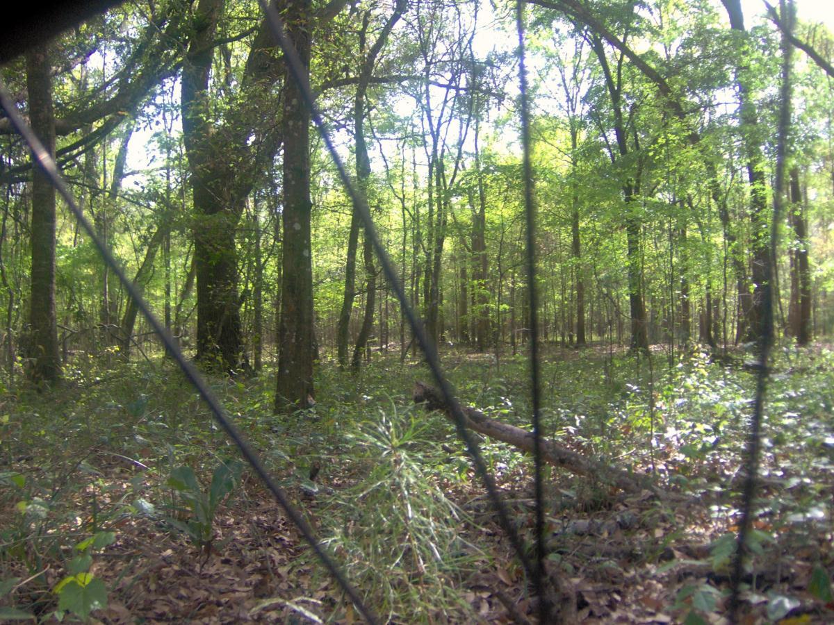 A serene view of a lush green forest, filled with tall trees and thriving undergrowth, with a glimpse of sunlight filtering through the leaves. The foreground features a blurred mesh or fence, adding depth to the scene. Split Rock Trail mountain bike trail.