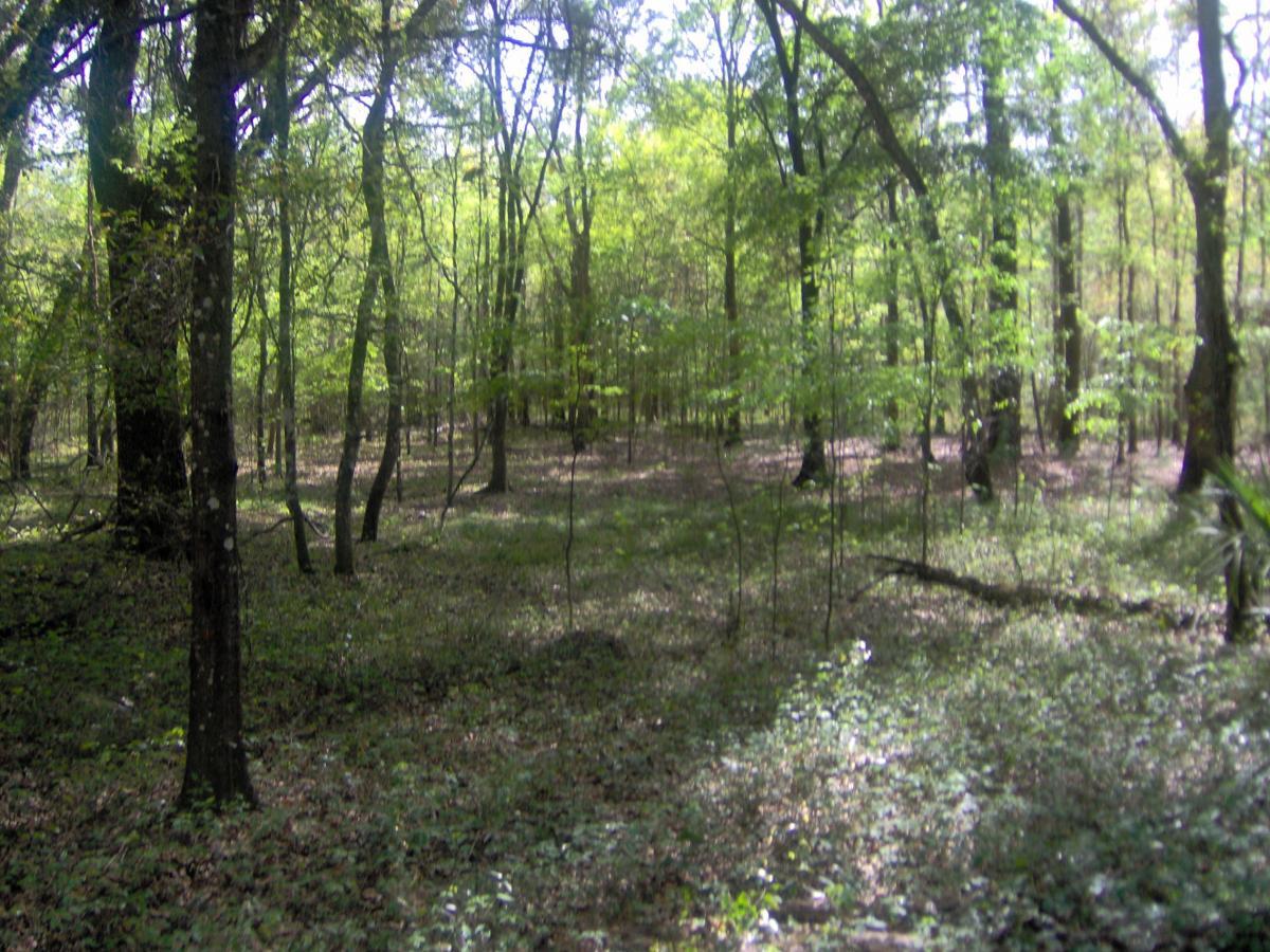 A lush forest landscape featuring tall trees and dense greenery, with sunlight filtering through the leaves. The ground is covered with grass and fallen leaves, creating a serene and peaceful natural environment. Split Rock Trail mountain bike trail.