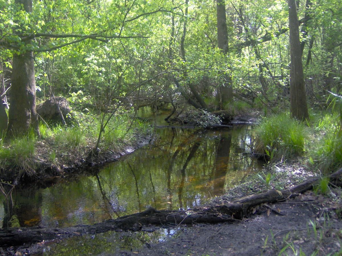 A serene forest scene featuring a shallow stream winding through lush greenery. Tall trees surround the area, with sunlight filtering through the leaves, casting dappled light on the water's surface. The stream reflects the trees and foliage, creating a tranquil natural atmosphere. Split Rock Trail mountain bike trail.