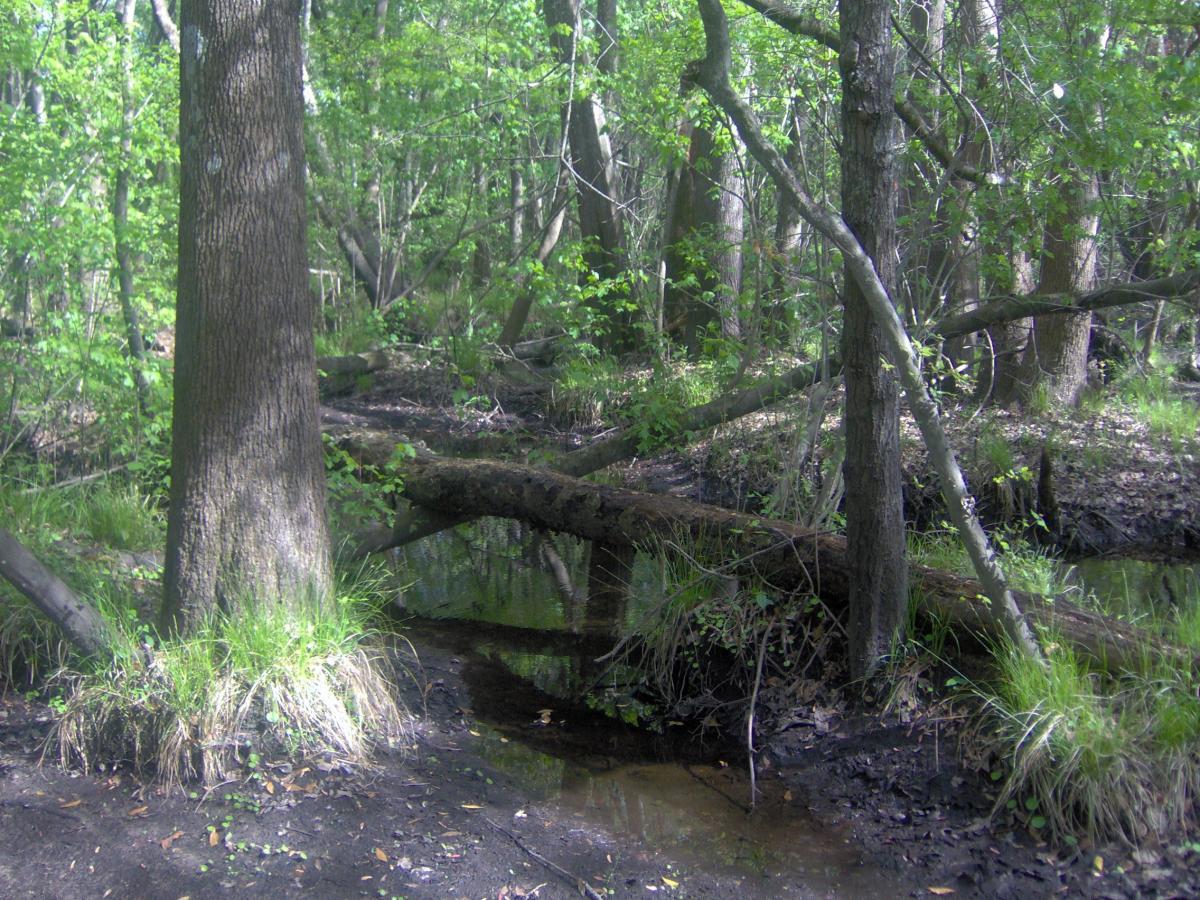 A tranquil forest scene featuring tall trees and dense greenery, with a small, winding stream visible on the ground. A fallen log bridges the stream, surrounded by patches of grass and muddy ground. Sunlight filters through the trees, creating a serene atmosphere. Split Rock Trail mountain bike trail.