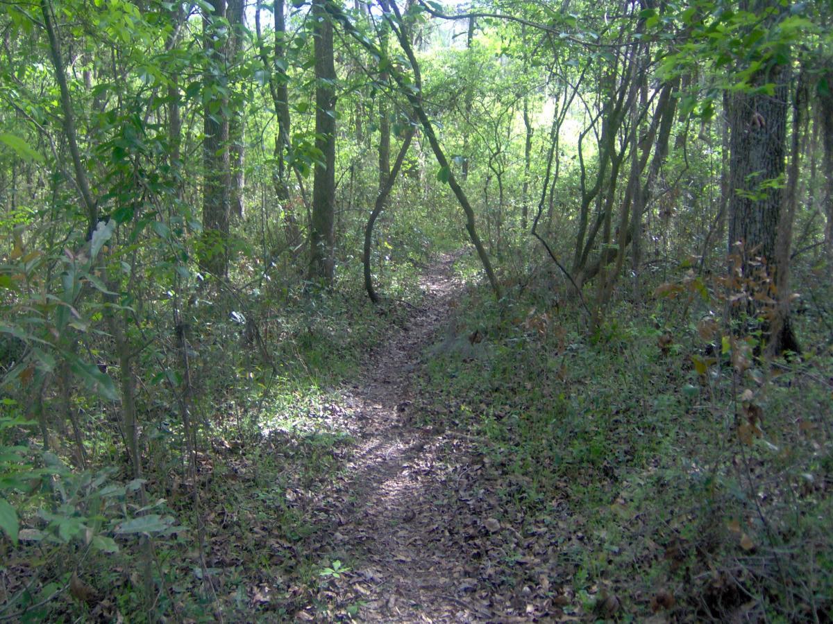 A winding dirt path through a lush, green forest, surrounded by trees and foliage, with sunlight filtering through the leaves. The ground is covered in fallen leaves and grass, suggesting a serene, natural environment. Split Rock Trail mountain bike trail.