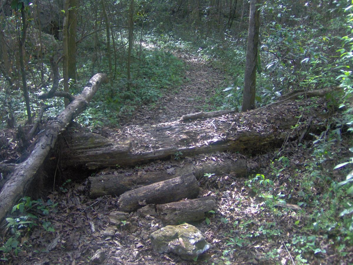 A forest path covered in leaves, featuring fallen logs blocking part of the trail, surrounded by dense greenery and tall trees. Split Rock Trail mountain bike trail.