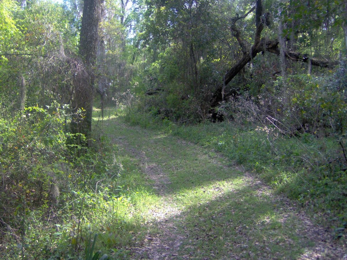 A narrow dirt path winding through a lush green forest. Tall trees line the trail, which is bordered by dense underbrush and scattered leaves on the ground. Sunlight filters through the foliage, creating a serene and inviting atmosphere. Split Rock Trail mountain bike trail.