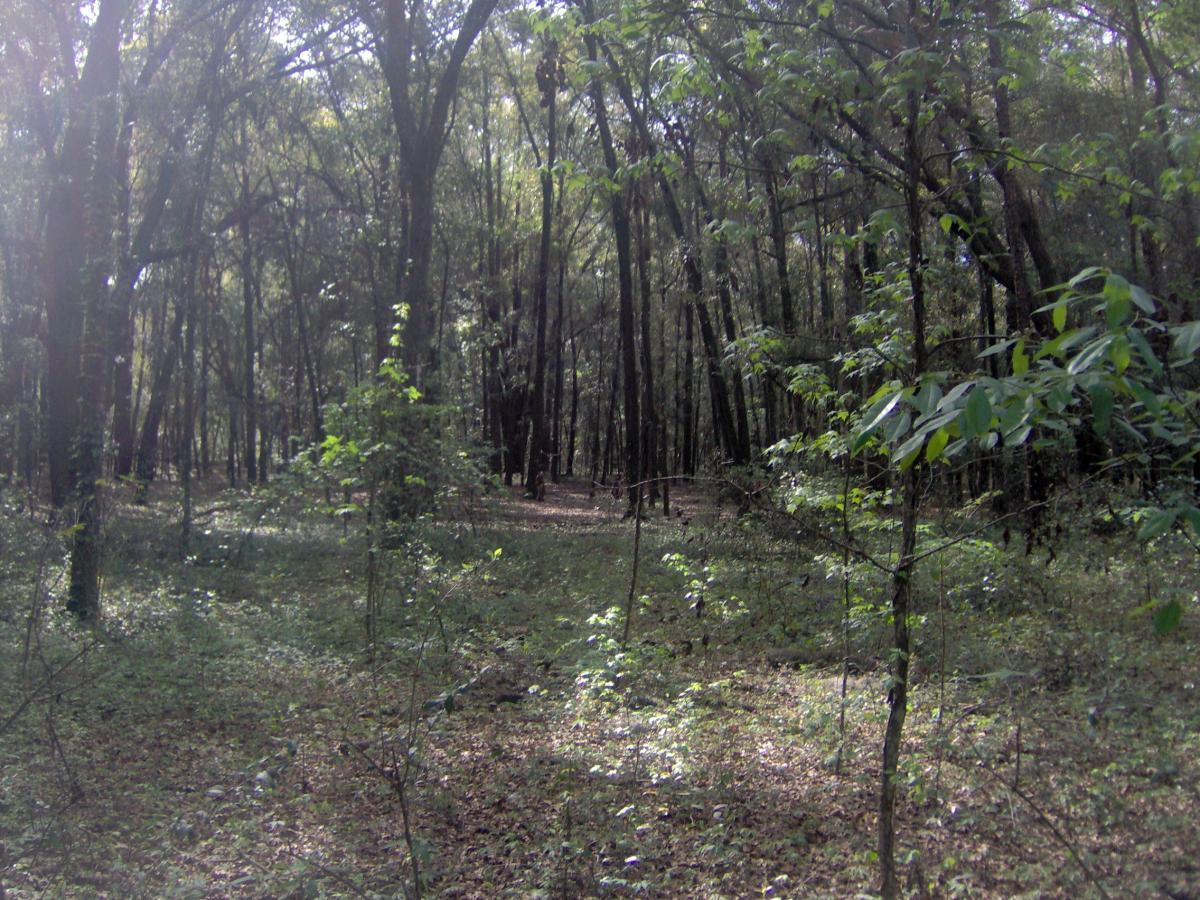 A serene forest scene featuring tall trees with lush green foliage, dappled sunlight filtering through the leaves, and a forest floor covered in scattered leaves and underbrush. The atmosphere is tranquil, suggesting a peaceful natural environment. Split Rock Trail mountain bike trail.