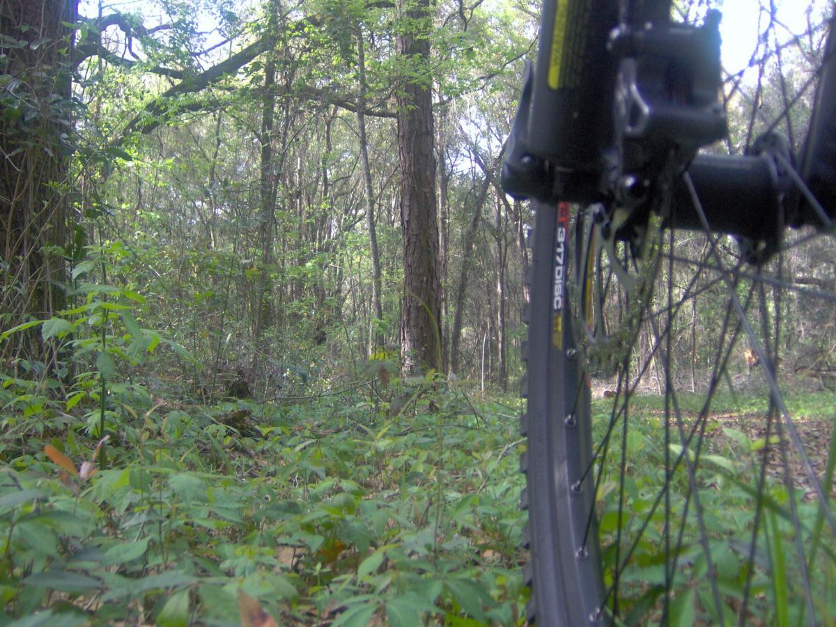 A close-up view of a bicycle wheel in a lush, green forest, surrounded by tall trees and dense undergrowth. The image captures the natural scenery with dappled sunlight filtering through the leaves, creating a serene outdoor environment ideal for cycling. Split Rock Trail mountain bike trail.