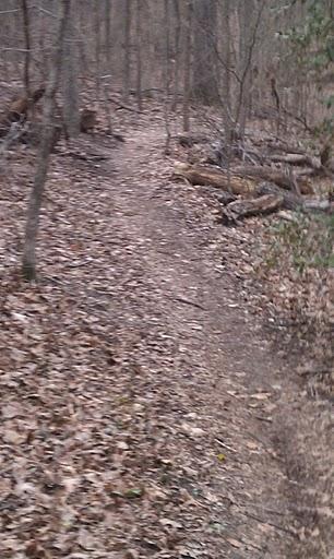 A narrow dirt path winding through a wooded area, surrounded by leaf-covered ground and sparse trees, creating a tranquil, natural scene. Powhite Park mountain bike trail.