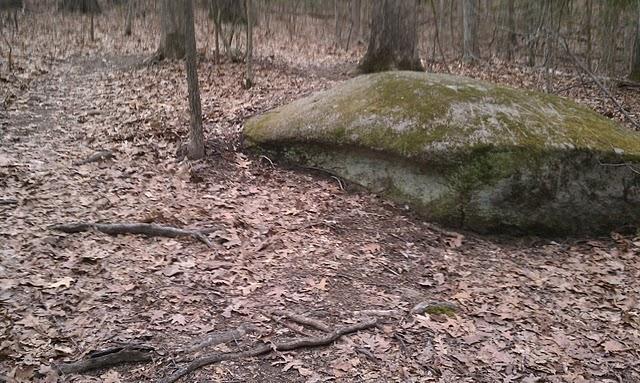 A large, moss-covered boulder situated alongside a dirt path in a wooded area, surrounded by scattered dry leaves and tree roots. The scene depicts a serene natural environment with trees in the background. Powhite Park mountain bike trail.